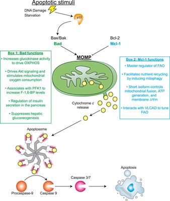 Regulators mount up: the metabolic roles of apoptotic proteins